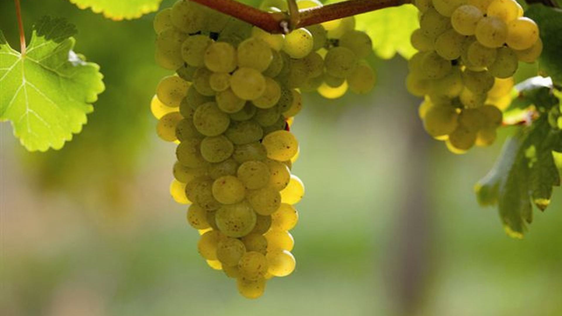 Flair Hotel Weinstube Lochner im Taubertal und beim Maintal - Weingenuss