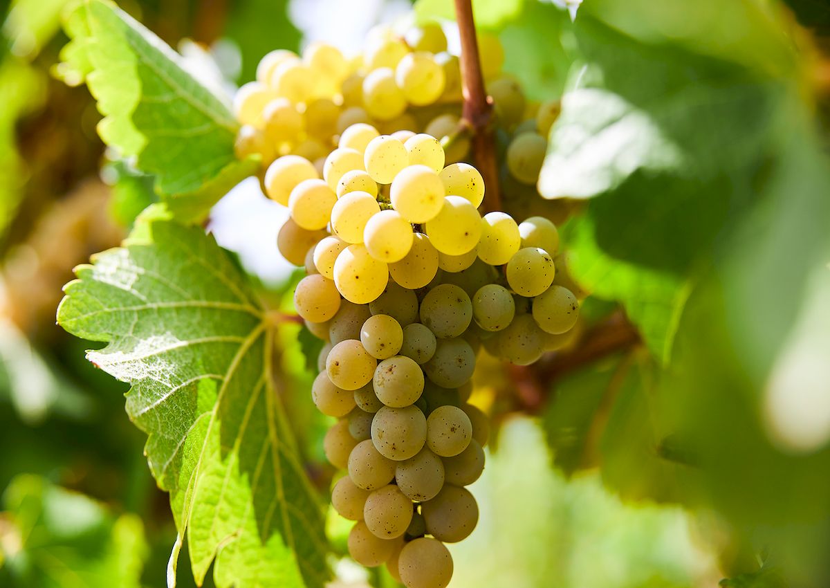 Wein geniessen und sich verwöhnen lassen